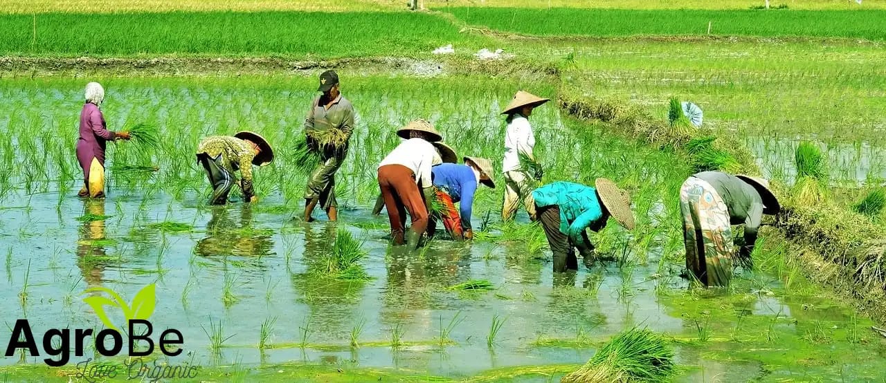 Don't Waste The Food :Why Every Bite Matters